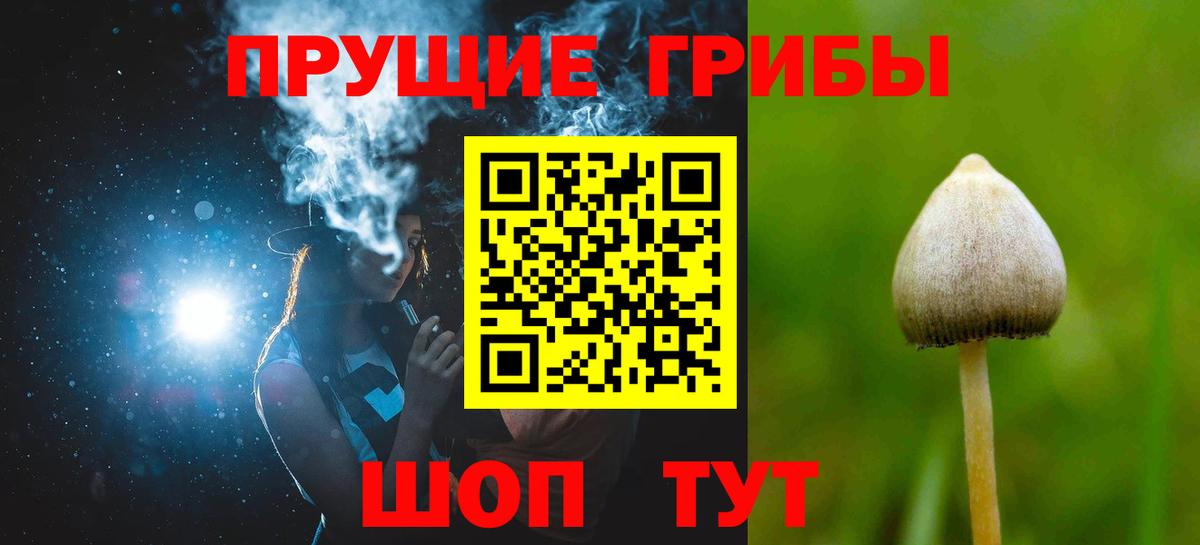 Псилоцибиновые грибы Psilocybe Кулебаки